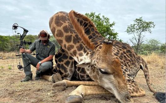 Giraffe taken with a bow