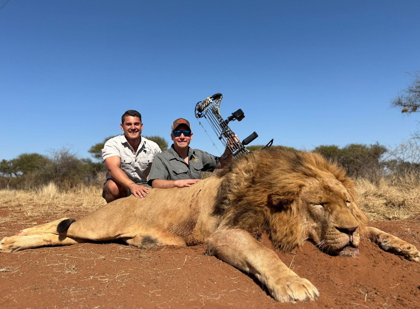 Lion taken with a bow