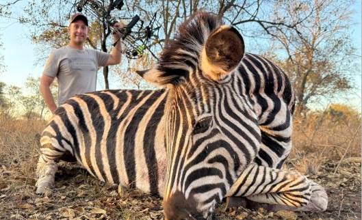 Zebra taken with a bow