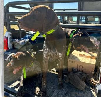 Pointer on the hunting truck