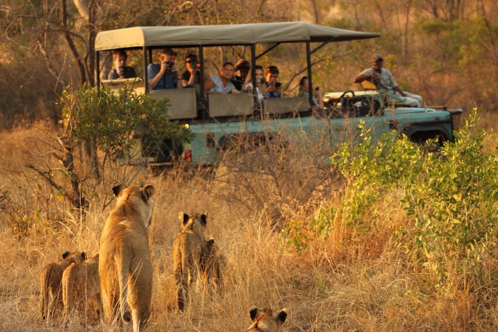 Lioness and cubs in front of a game drive vehicle in Kruger
