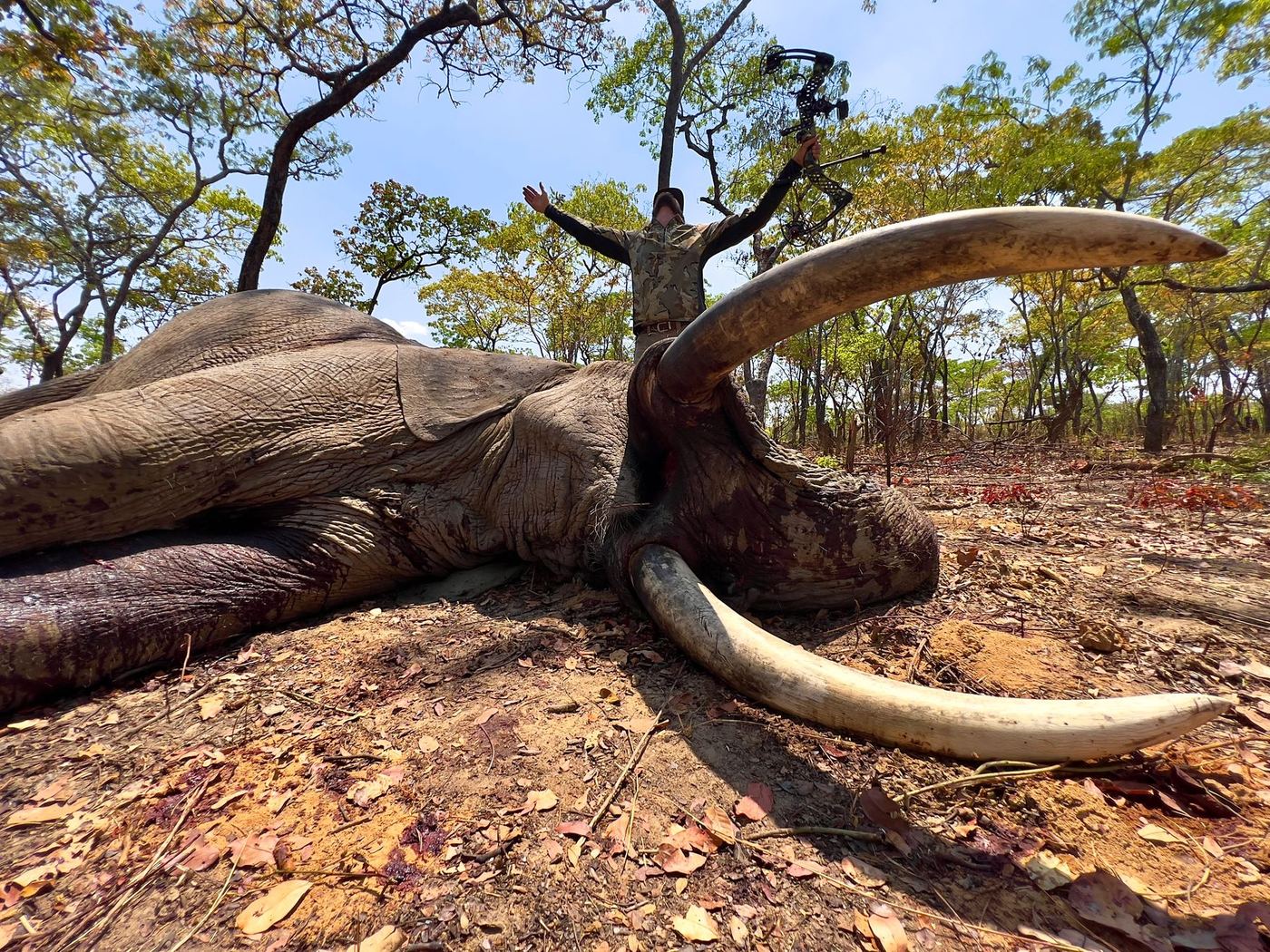 Elephant