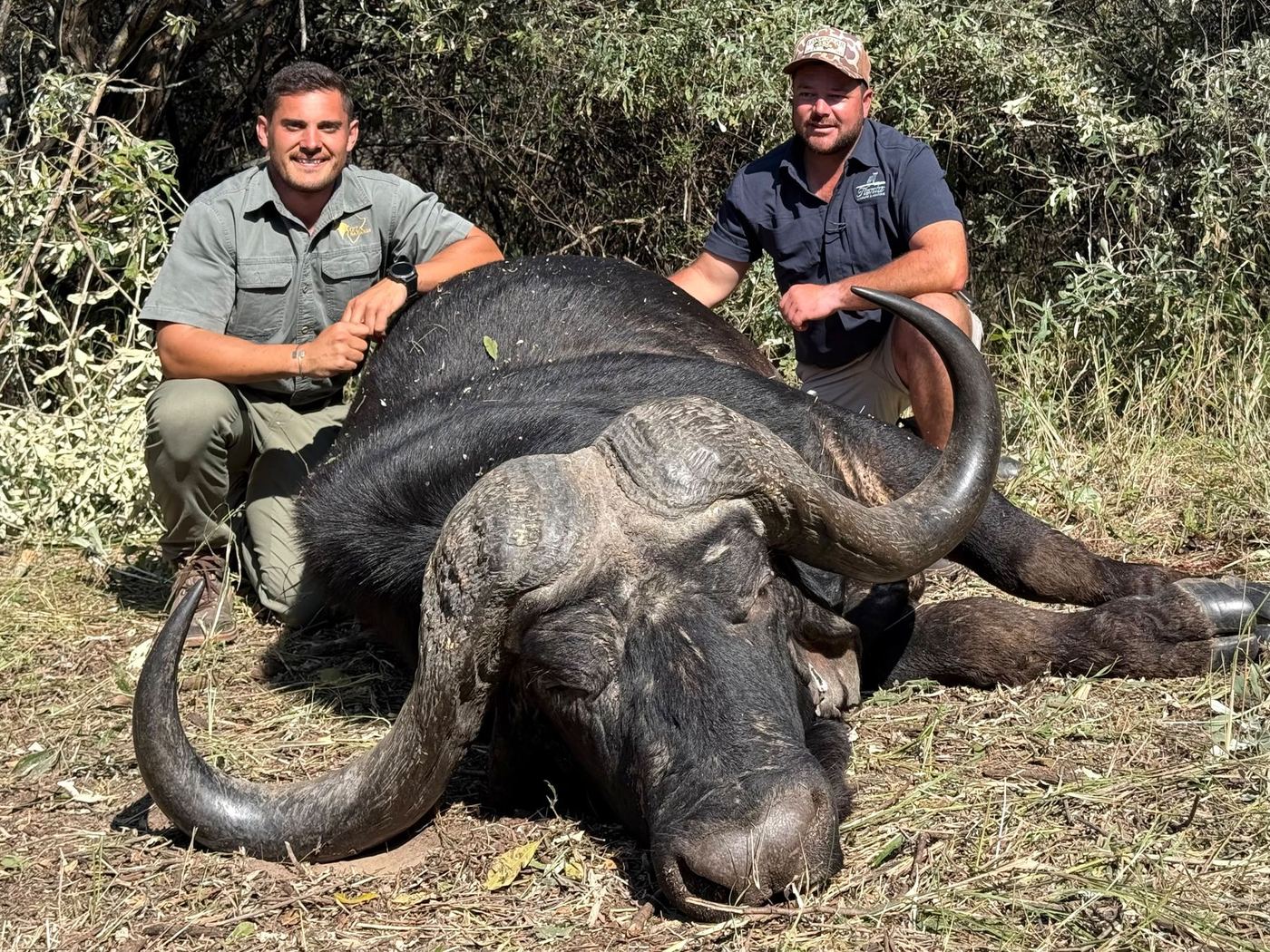 Cape buffalo