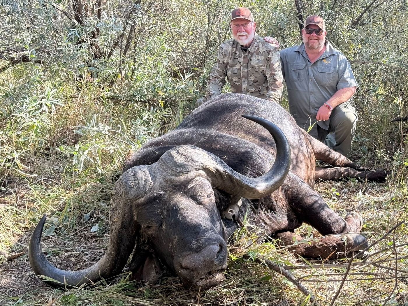 Cape buffalo