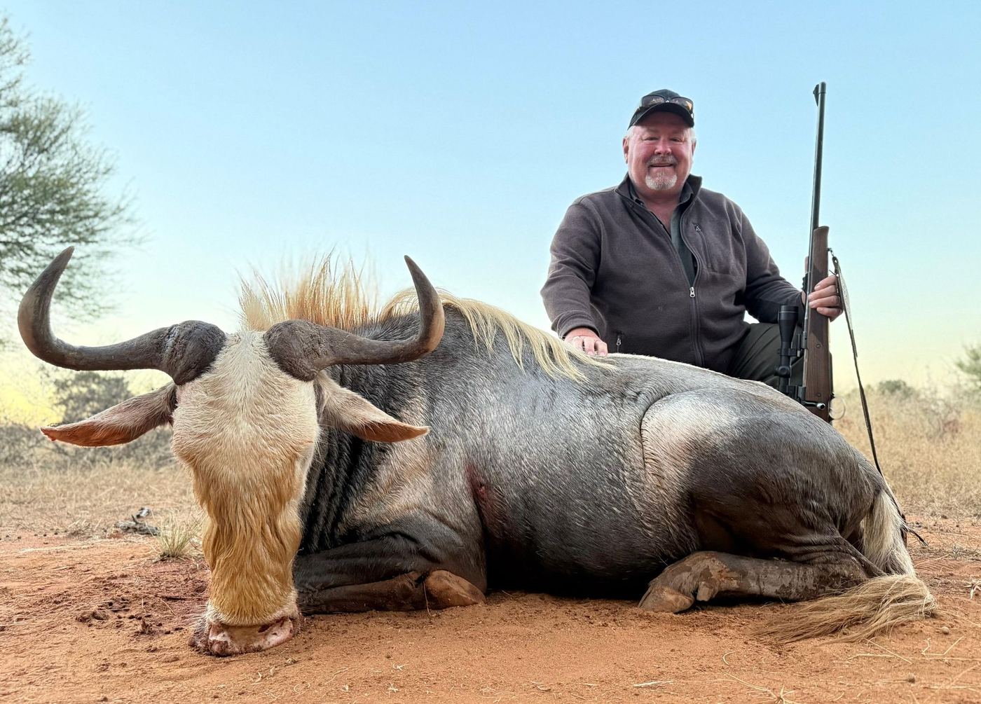 Wildebeest