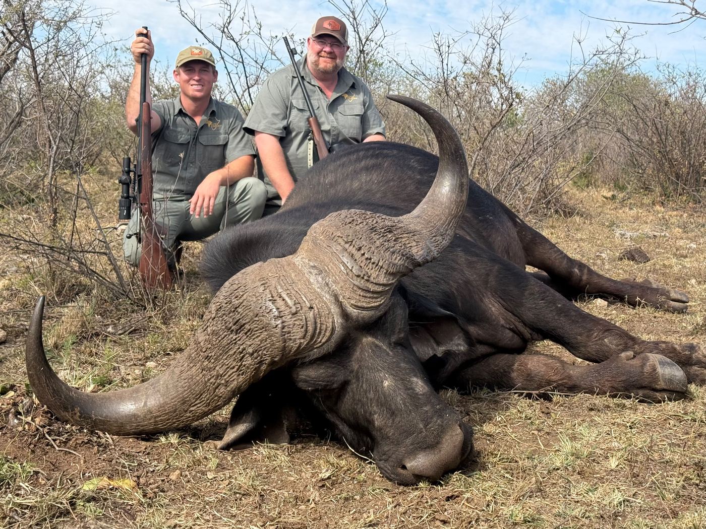 Cape buffalo