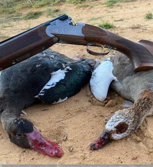 Ducks and geese with a Beretta over and under